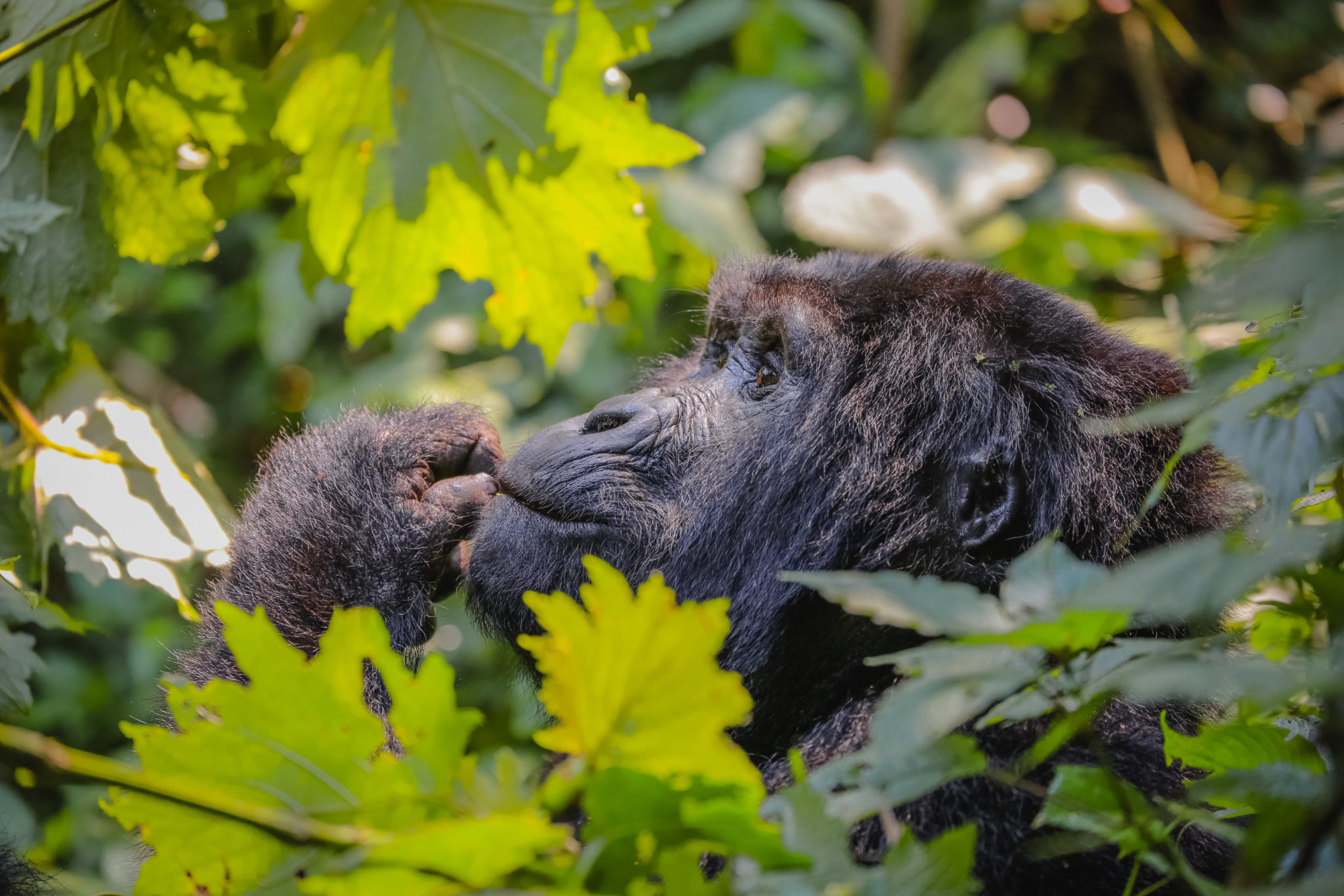 A mountain gorilla gazes up through bushes in Bwnidi.