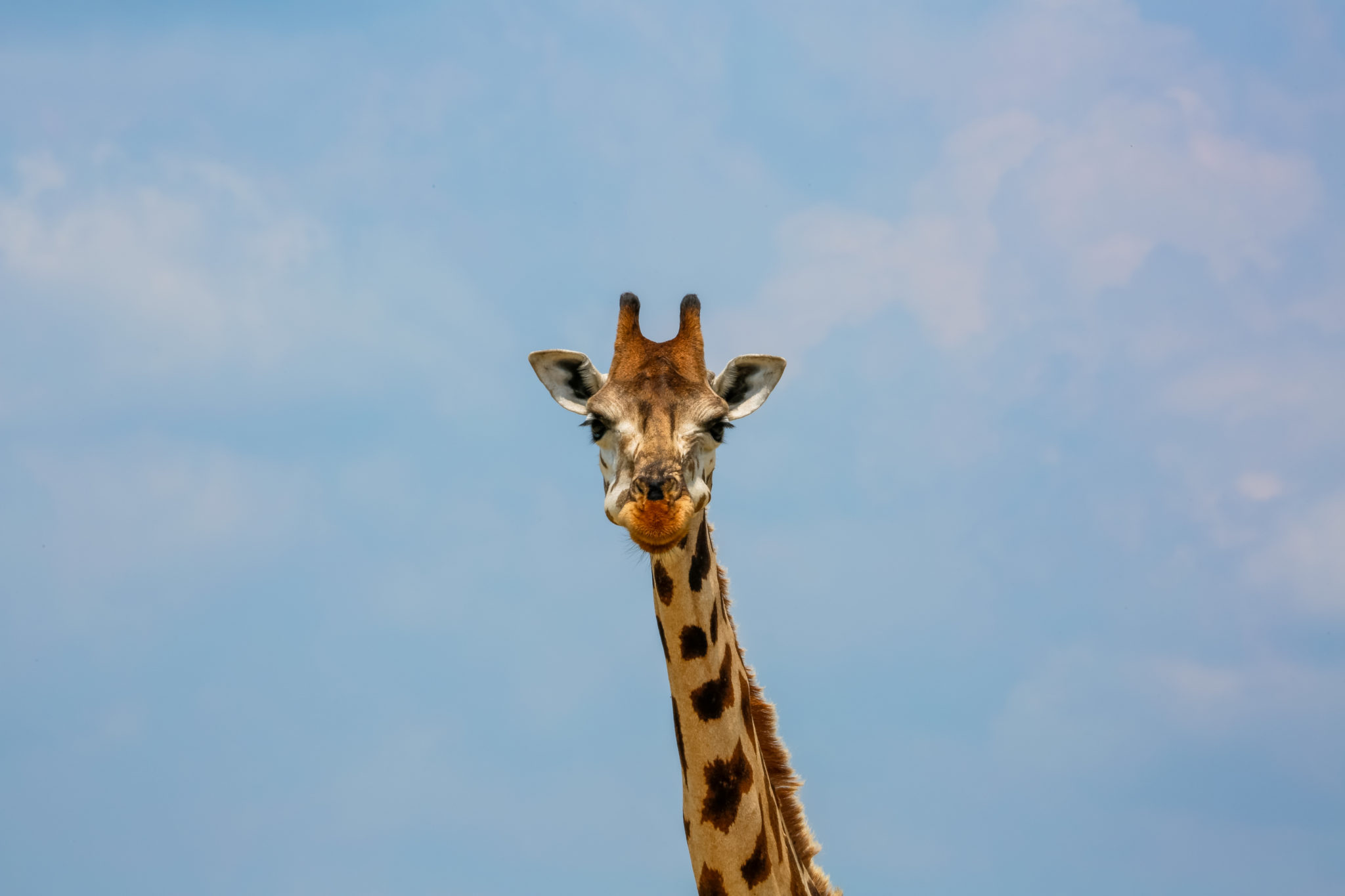 Giraffe in Murchison Falls National Park.