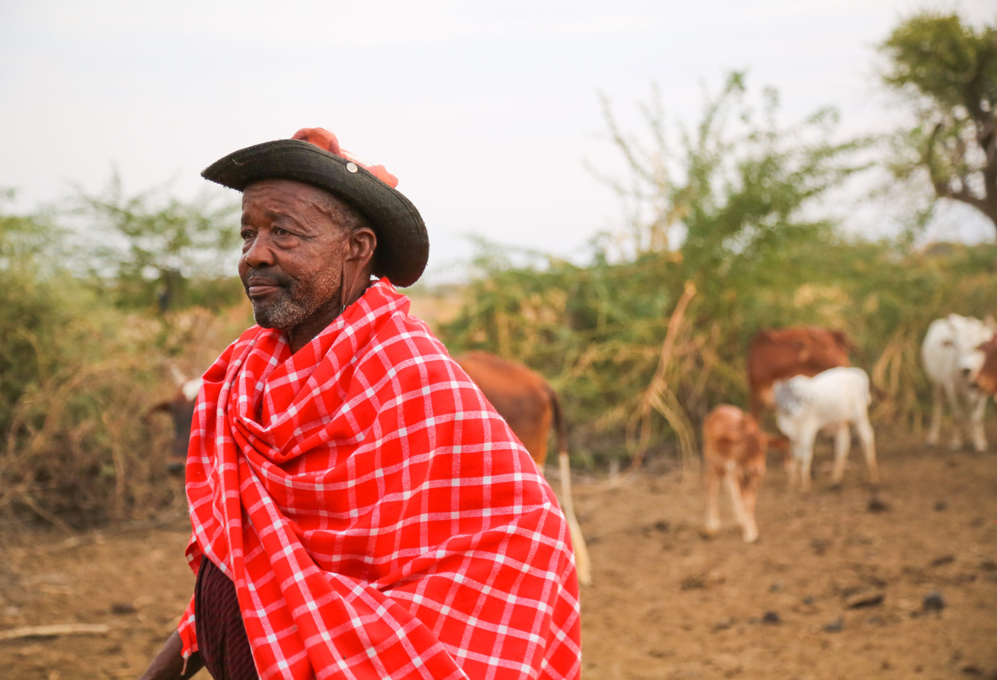 Elderly Maasai Man With His Livestock - Mar Gone Wild