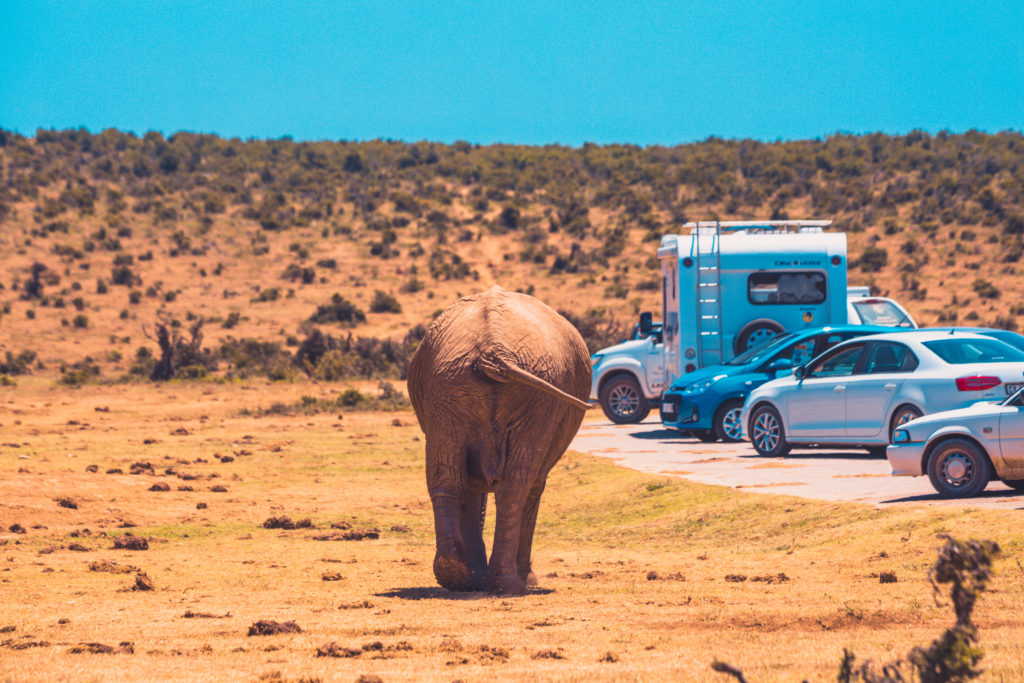 Addo Elephant National Park - South Africa Garden Route