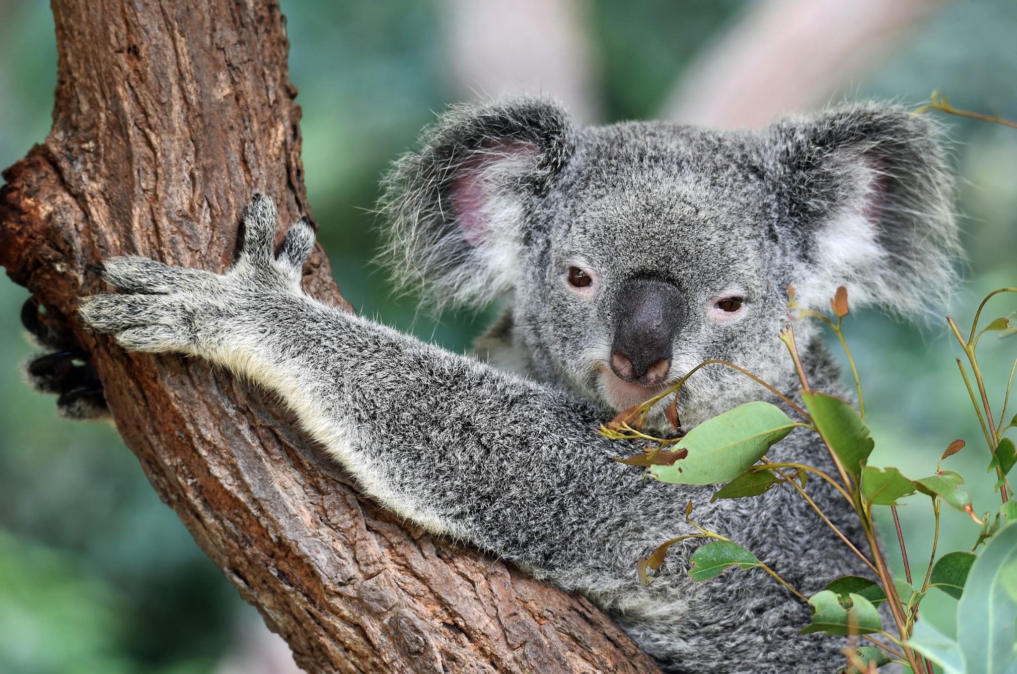 How To Help Australia's Wildlife During Fires | Photo by David Clode on Unsplash
